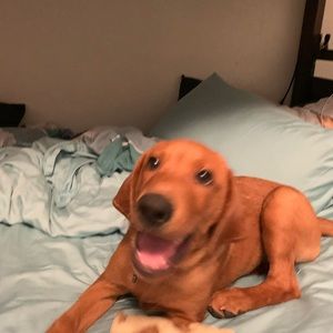 Meet your Posher, James